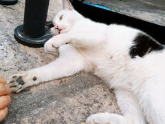 -猫咪博物馆(顶澳仔猫街店)