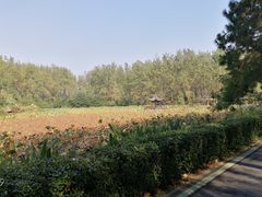 -合肥滨湖国家森林公园