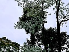 -叶家花园