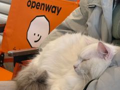 -平行世界·猫咖(首经贸店)