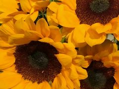 -植物学家的女儿(北马道巷店)