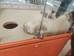 -三花喵·撸猫购宠·宠物生活馆(虹桥南丰城店)