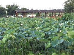 点击看大图 iphone_upload_pic-云湖游乐园