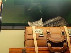 -猫咪博物馆(顶澳仔猫街店)