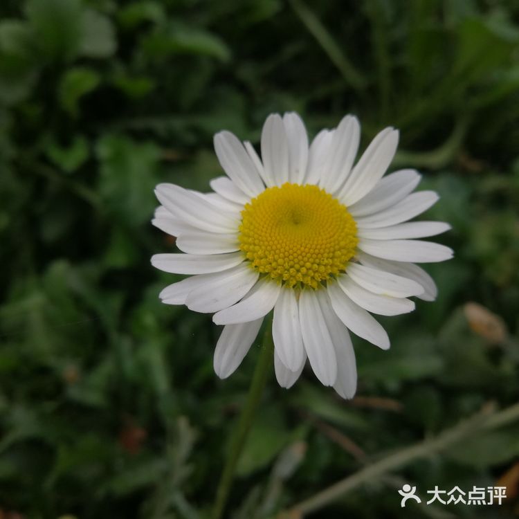 亦庄里比较大的街心花园