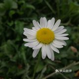 亦庄里比较大的街心花园