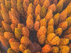 -黄海国家森林公园