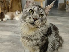 -楼上猫咖(罗湖店)