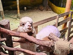 -正佳雨林生态植物园