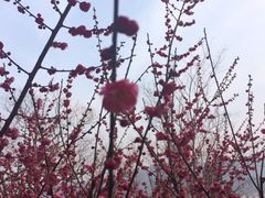 iphone_upload_pic-香雪海