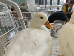 -怪兽屋·羊驼·猫咖·狗咖(俊华广场店)