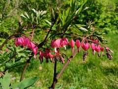 -黑龙江省森林植物园