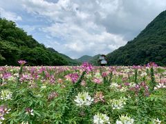-广州市石门国家森林公园