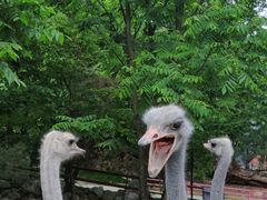 -青峰峡国家森林公园