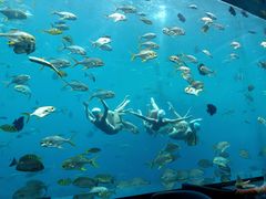 -瑞德姆美人鱼海底演艺主题餐厅(亚龙湾店)
