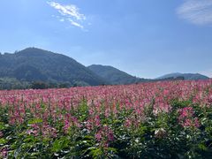 -径山花海