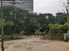 -深圳野生动物园