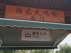 -白洋淀景区
