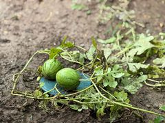 -巴黎贝甜(凯德MALL望京店)