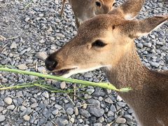 -鹿境梅花鹿生态园区