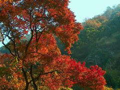 -广州市石门国家森林公园