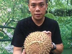 -都念榴莲·城市榴莲