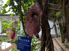 -中国科学院西双版纳热带植物园