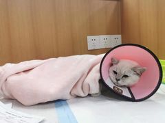 -联合动物医院(光谷诊疗中心)