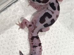 -酷以爬仙阁实体爬宠店·守宫·蜥蜴·专业繁育