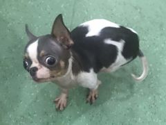 -藦茜花园宠物主题亲子互动体验馆(国顺东路店)