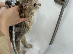 -爱洗澡的猫(天河路店)