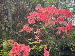 -上海佘山国家森林公园天马山园