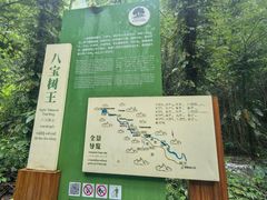 -莫里热带雨林景区