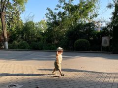 -紫金山山顶公园