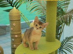-猫十亿·布偶金渐层·曼基康矮脚猫舍(青年路店)