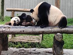 -卧龙中华大熊猫苑神树坪基地