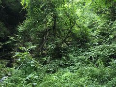 -陕西省红河谷森林公园