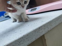 -宠颐生宠物医院·异宠猫科内科·诊疗中心宠巢店