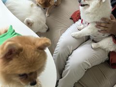 -怪兽屋·羊驼·猫咖·狗咖(俊华广场店)