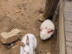 -栾川竹海野生动物园