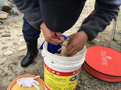 -上海滴水湖皇冠假日酒店