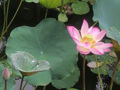 -荔湾湖公园