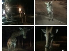 -清迈夜间动物园