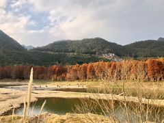 -小芝红树林