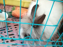 -志龙皇冠吃货椰子铺