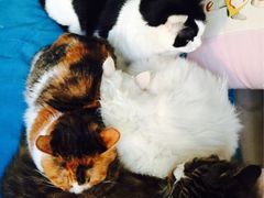 Anne猫窝咖啡屋-Anne猫窝咖啡屋