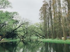 -上海共青森林公园