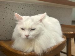 -有猫主题·治愈系猫咖(曾厝垵店)