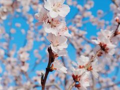 -海棠花溪(元大都城垣遗址公园)