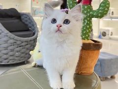 -lincat·猫舍(广州店)